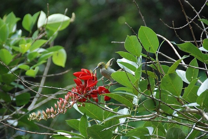 4-Day Jungle Experience in Taman Negara from Kuala Lumpur - From Kuala Lumpur to Taman Negara: Getting There Without Losing the Day