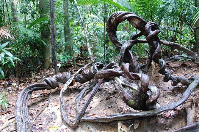 4-Day Jungle Experience in Taman Negara from Kuala Lumpur - The Canopy Walk Question: Check What’s Running Before You Go