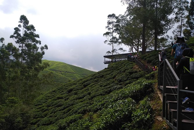 Amazing Cameron Highland Day Tour From Kuala Lumpur - Kea Farm Market: See Local Farming Up Close