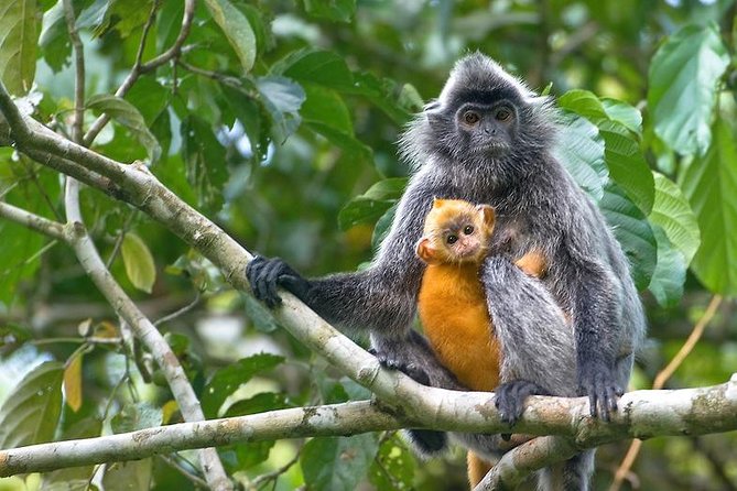 Batu Caves & Firefly Cruise from Kuala Lumpur with Seafood Dinner - Bukit Melawati and the Monkey Rules You’ll Actually Want