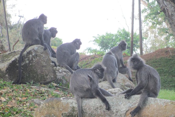 Batu Caves,Hot Spring, Monkey & Fireflies Tour with Dinner - Dinner Included: Seafood, Vegetarian, Halal, and Chinese Tea