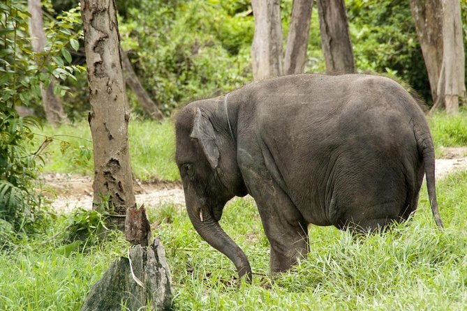 Batu Caves & Kuala Gandah Elephant Sanctuary Full-Day Tour - Quick highlights