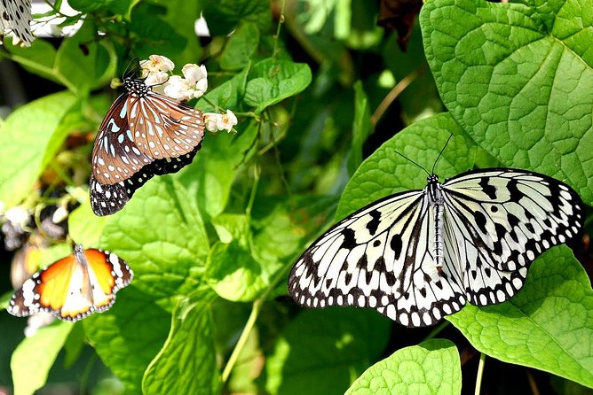 Bird Park & Butterfly Farm Nature Include All Entrance Tour From Kuala Lumpur - Key Highlights to Know Before You Go