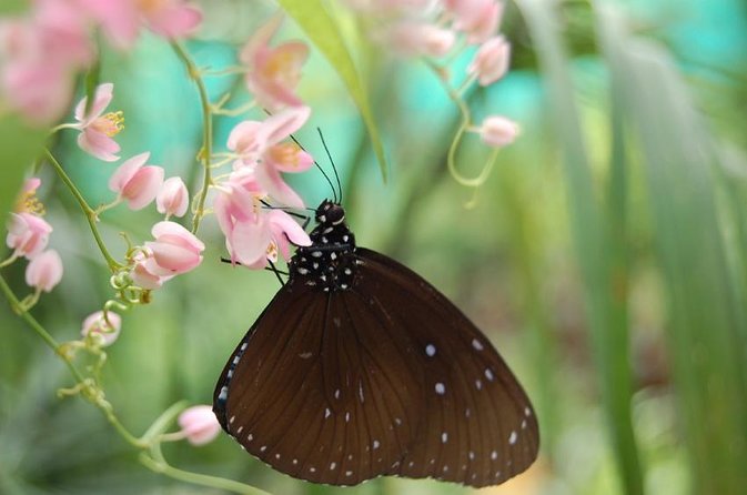 Bird Park & Butterfly Farm Nature Tour From Kuala Lumpur - Key tour highlights to know before you go