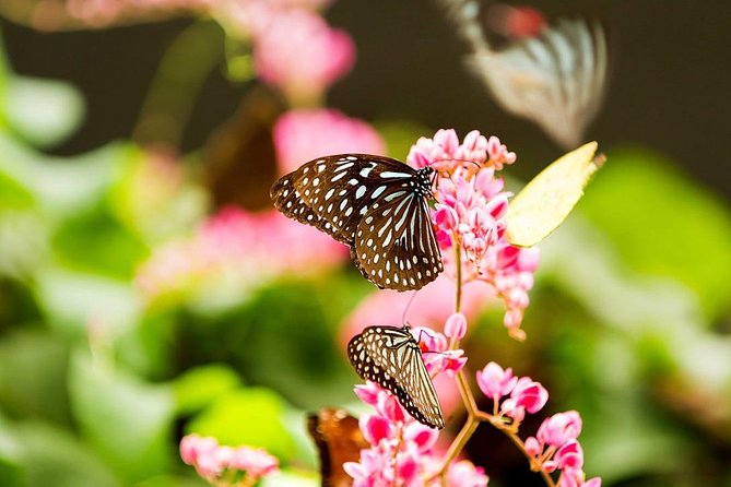 Bird Park & Butterfly Farm Nature Tour From Kuala Lumpur - Who should book this Kuala Lumpur bird, butterfly, and orchid tour