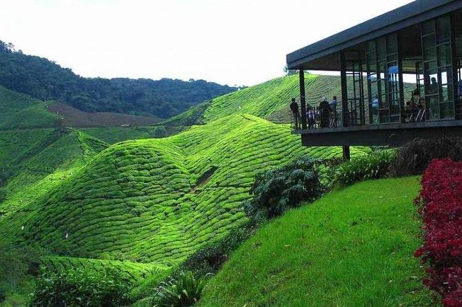 Cameron Highland Day Tour from Kuala Lumpur - Key points at a glance