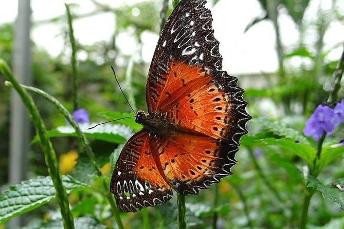 Cameron Highland Day Tour from Kuala Lumpur - Strawberry farm with self-picking: messy fun and real value