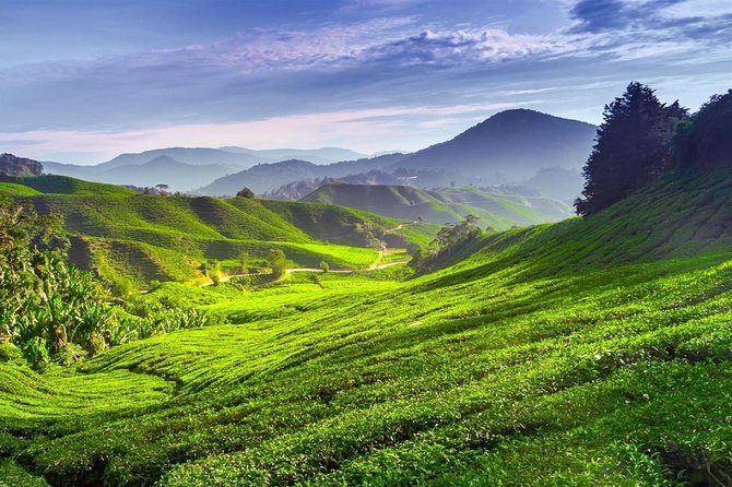 Cameron Highland Day Tour From Kuala Lumpur With Lunch Local food - Cameron Valley Tea: a classic tea stop, with entry fees to note