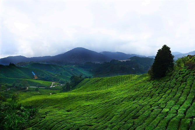 Cameron Highland Day-Trip from Kuala Lumpur - Key highlights to know before you go