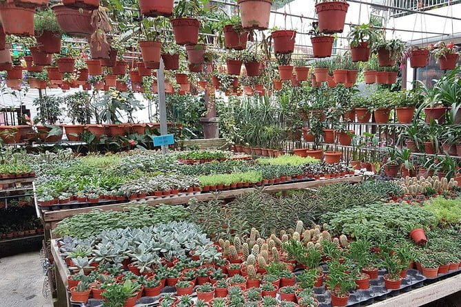 Cameron Highland Day-Trip from Kuala Lumpur - Cactus Valley: a plant-lover stop with a free entry bonus