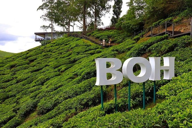 Cameron Highland Full Day Tour from KL City Private Tour - Key highlights at a glance