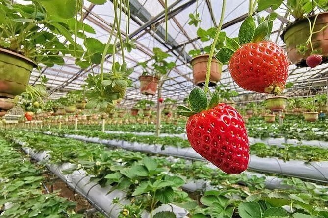 Cameron Highland Full Day Tour from KL City Private Tour - Cactus garden and Bharat Tea Plantation photo stop: for variety and views