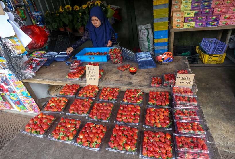 Cameron Highlands 1 Day Tour from Kuala Lumpur - Key highlights worth your attention