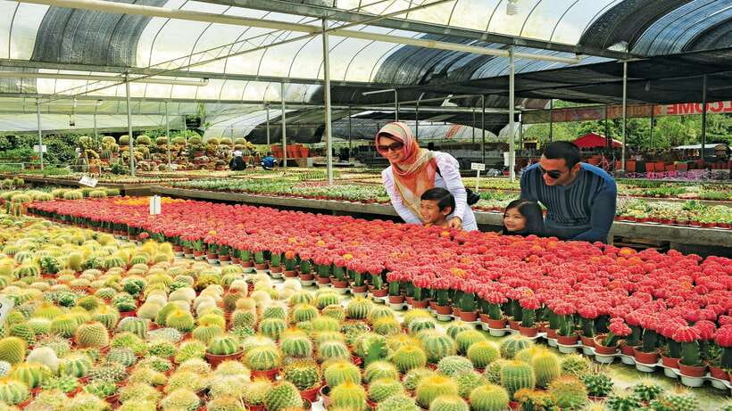 Cameron Highlands 1 Day Tour from Kuala Lumpur - FAQ