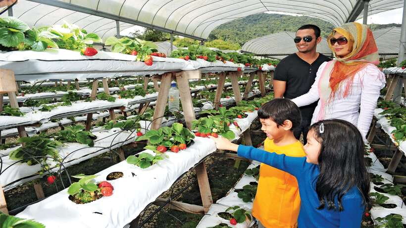 Cameron Highlands 1 Day Tour from Kuala Lumpur - Beyond tea: Cactus Valley, bee farm, and the butterfly and insect garden
