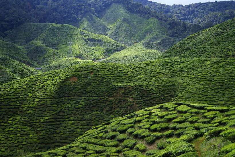 Cameron Highlands 1 Day Tour from Kuala Lumpur - Price and value: when $173 makes sense, and when it doesn’t