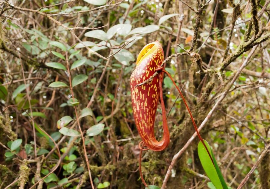 Cameron Highlands 1 Day Tour from Kuala Lumpur - Should you book this Cameron Highlands 1-day tour from Kuala Lumpur?
