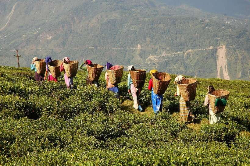 Cameron Highlands 1 Day Tour from Kuala Lumpur - The 12-hour logistics from Kuala Lumpur: your day starts early, ends late
