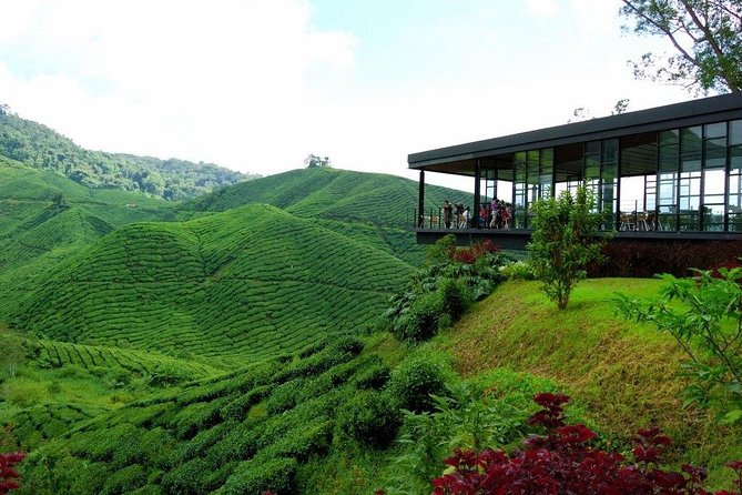 Cameron Highlands & Batu Caves Full-Day Tour - Key highlights worth knowing