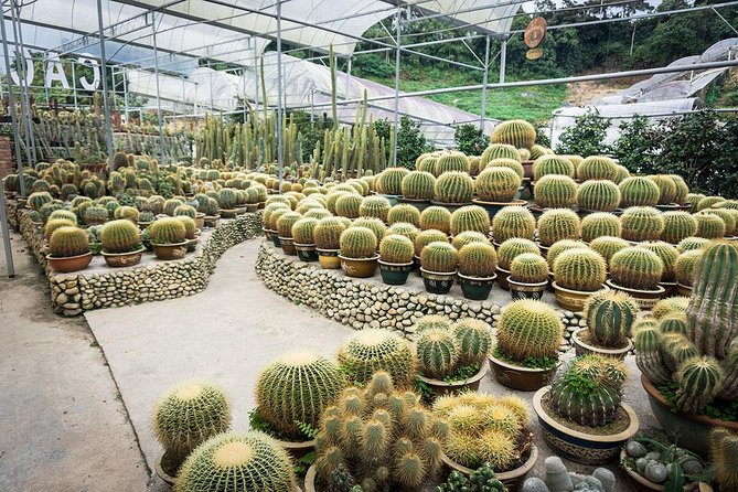 Cameron Highlands & Batu Caves Full-Day Tour - Big Red Strawberry Farm: Steep Hill Views Over Brinchang