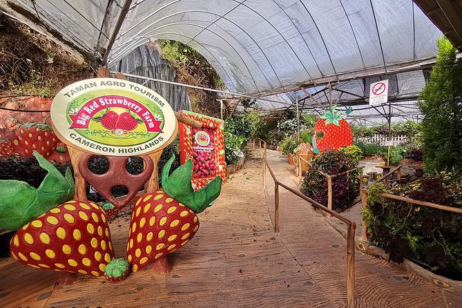 Cameron Highlands & Batu Caves Full-Day Tour - Price and Value: Is $110 Fair for This Day Plan?