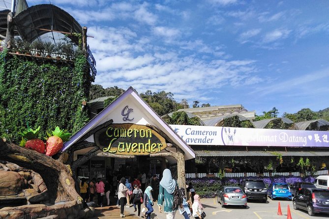 Cameron Highlands Day Trip From Kuala Lumpur - Private comfort from KL to tea country