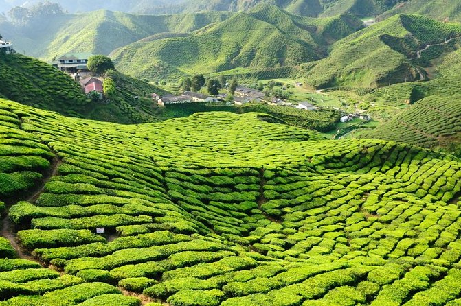 Cameron Highlands Full-Day Nature Tour - A cool hill-day itinerary that actually moves