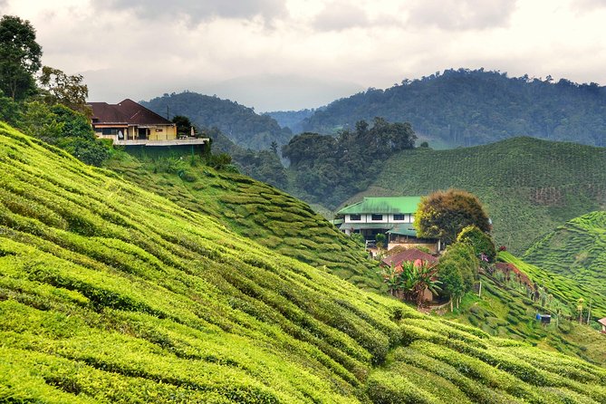 Cameron Highlands Full-Day Nature Tour - BOH Tea Plantation: the tea story behind the scenic stop