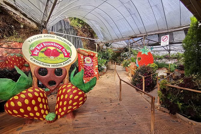 Cameron Highlands Full-Day Nature Tour - Brinchang night market: best on Friday and Saturday, food plus browsing