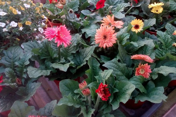 Cameron Highlands, Garden of Nature Full Day Private Guided Tour - Price and value: $166.48 for a full-day private route