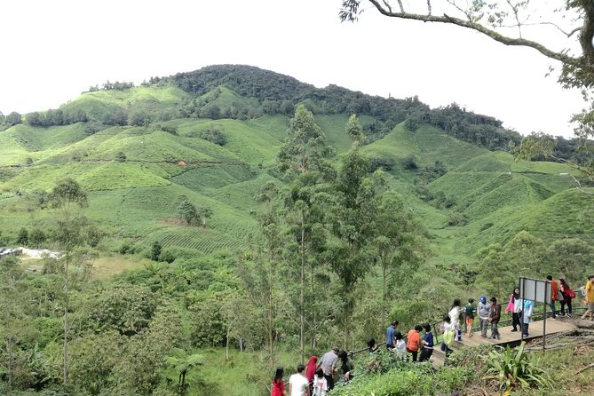 Cameron Highlands, Garden of Nature Full Day Private Guided Tour - Guide and driving experience: safety, pacing, and friendly help