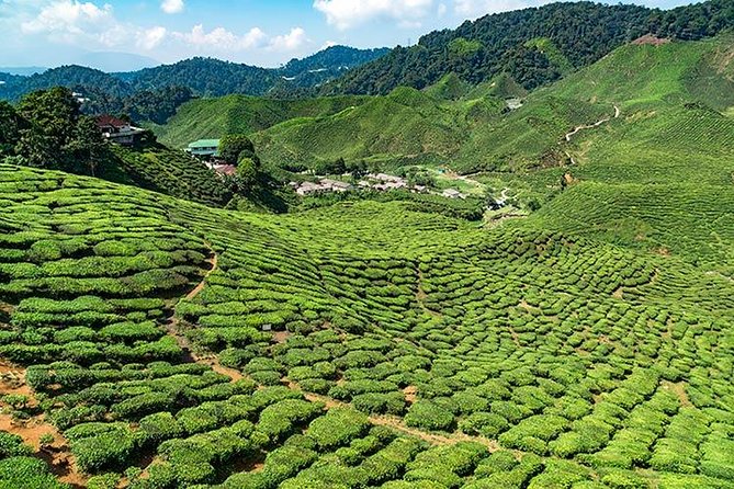 Cameron Highlands One Day Trip from Kuala Lumpur Privately Organised - Key highlights worth paying attention to