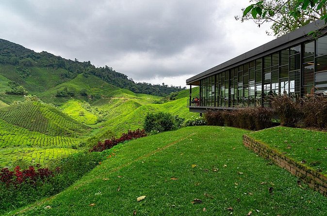 Cameron Highlands One Day Trip from Kuala Lumpur Privately Organised - Tea estate photos at Cameron Bharat Tea Estate