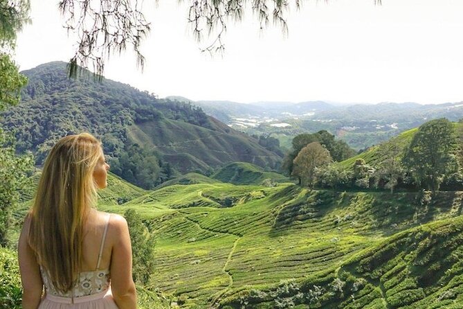 Cameron Highlands Tour from Kuala Lumpur - Tea time at Cameron Bharat Estate: gardens, views, and the tea story