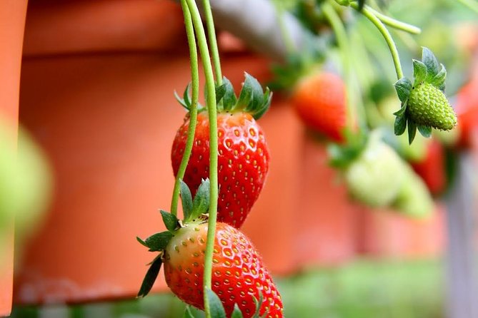 Cameron Highlands Tour from Kuala Lumpur - Butterfly Garden and Tringkap Bee Farm: hands-on learning, quick stops