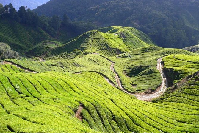Cameron Highlands Tour from Kuala Lumpur - Strawberry picking at Healthy Strawberry Farm: fun, but wear the right shoes