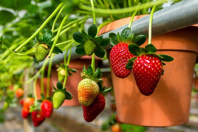 Cameron Highlands Tour From Kuala Lumpur (Private Tour) - Pickup at 7:00 am: the smooth logistics that make this day feel easy