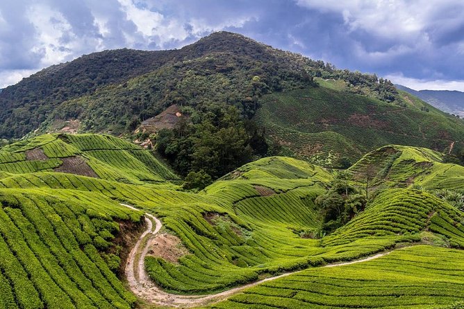 Cameron Highlands Tour on Private Basis - Strawberry farm time: self-picking is the payoff