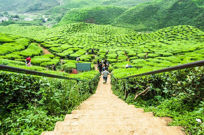 Cameron Highlands Tour on Private Basis - Butterflies, insects, and a waterfall photo stop for the nature lovers