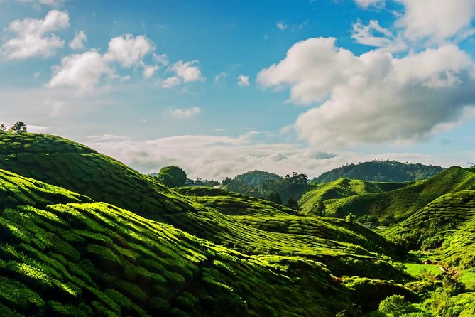 Cameron Highlands Tour on Private Basis - Morning gardens and tea farms: where the Highlands vibe starts