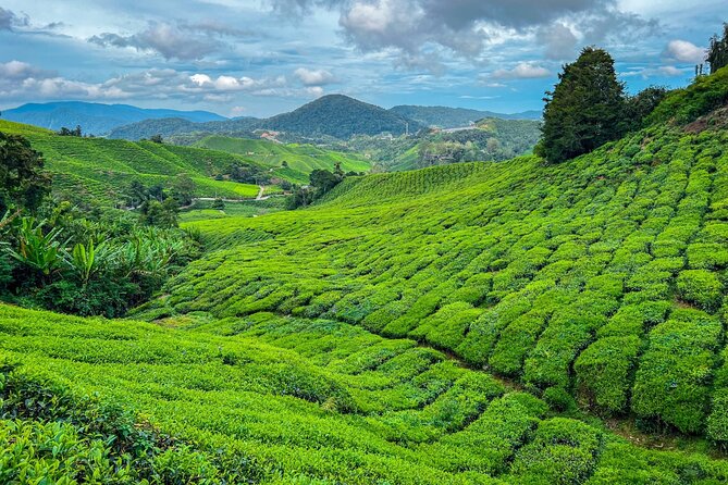 Elevate Your Senses: A Day of Wonders in Cameron Highlands! - Key highlights you’ll actually care about