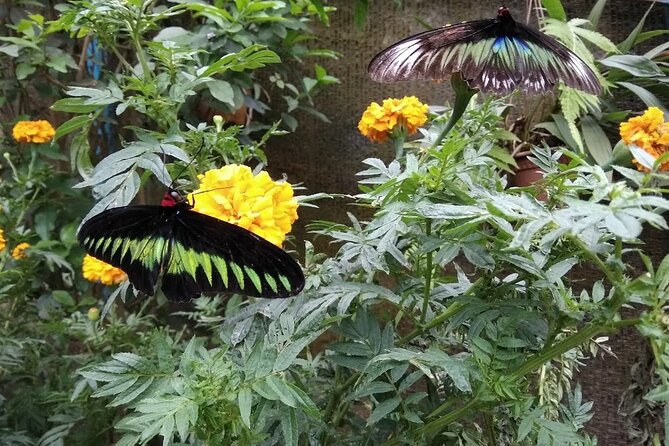 Elevate Your Senses: A Day of Wonders in Cameron Highlands! - Why Cameron Highlands feels worth the 12-hour day
