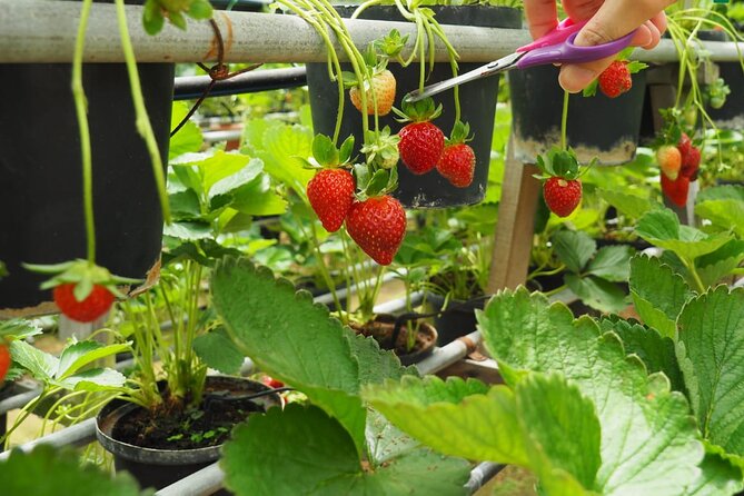 Elevate Your Senses: A Day of Wonders in Cameron Highlands! - Stop 1: Cameron Highlands Butterfly Garden (ticket included on the plan)