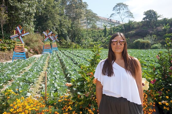 Elevate Your Senses: A Day of Wonders in Cameron Highlands! - Price and logistics: where the value really sits