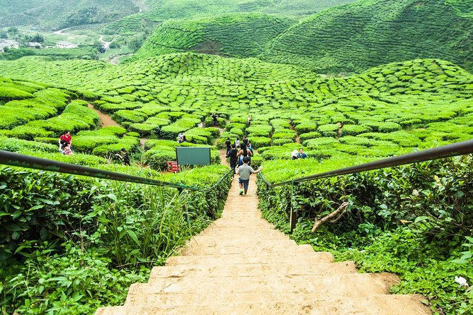 Explore Cameron Highlands: Full-Day Tour with Scenic Batu Caves - Kuala Lumpur to Cameron Highlands: 07:00 pickup and a long scenic run