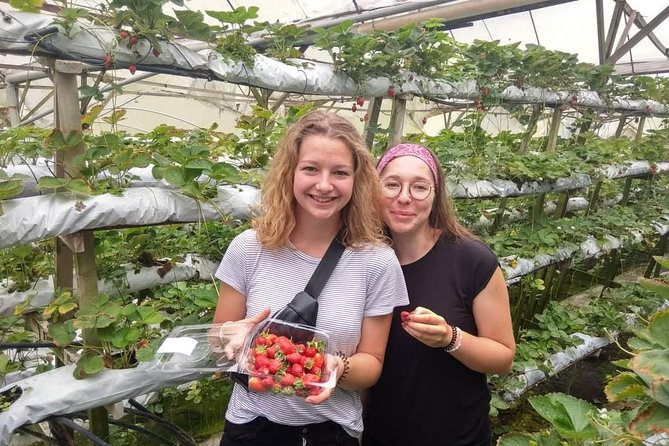 Explore Cameron Highlands: Full-Day Tour with Scenic Batu Caves - Ringlet and Tanah Rata area: why tea towns and vegetable farms show up on the route