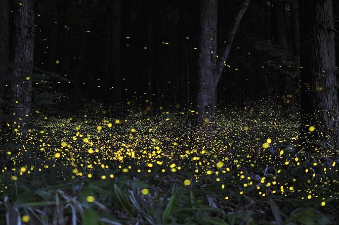 Fireflies Cruise with Batu Cave Visit and Seafood Dinner - Kuala Selangor: fisherman-village seafood by the water