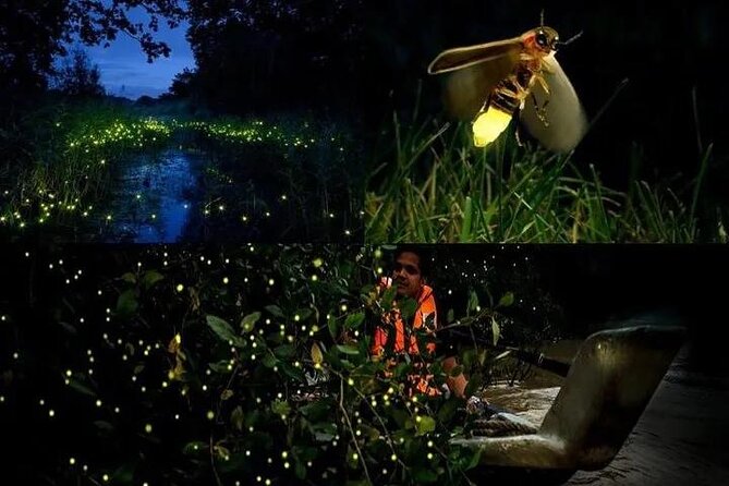 Fireflies & Silver leaf monkey Gazing tour - Key things I’d mark on your mental map