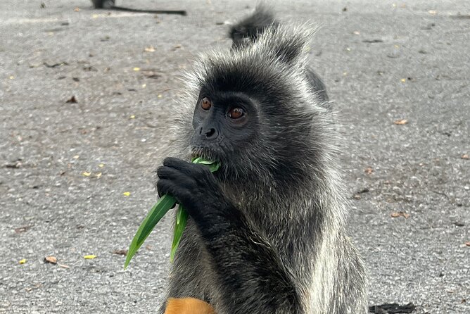 Fireflies & Silver leaf monkey Gazing tour - Sri Shakti Temple: a short cultural stop before the wildlife chase