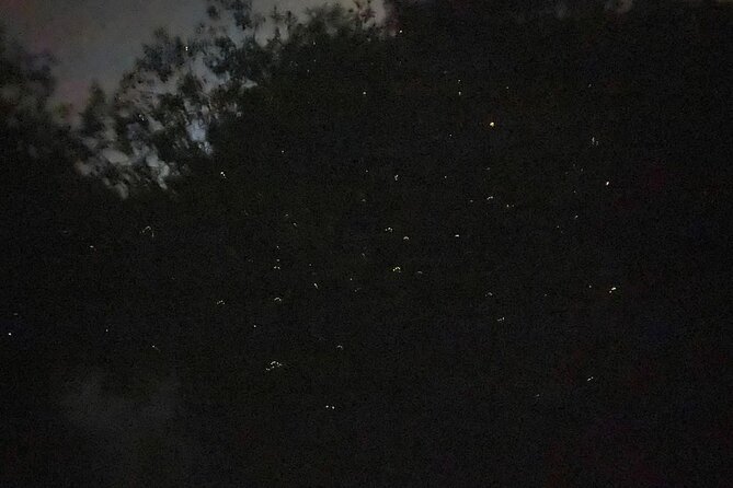 Fireflies & Silver leaf monkey Gazing tour - Optional eagle-feeding show: fun, but it’s not always close